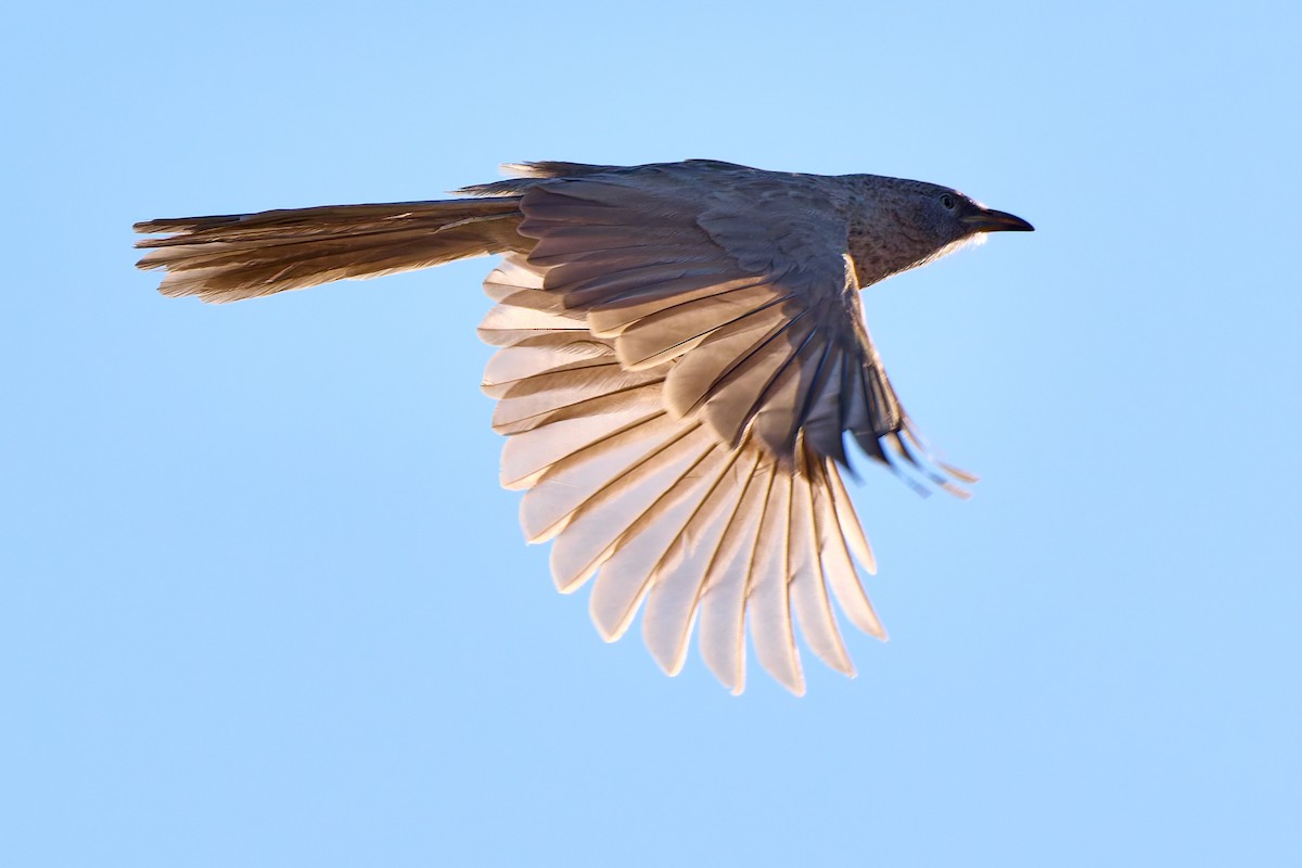 Arabian Babbler - ML628430041