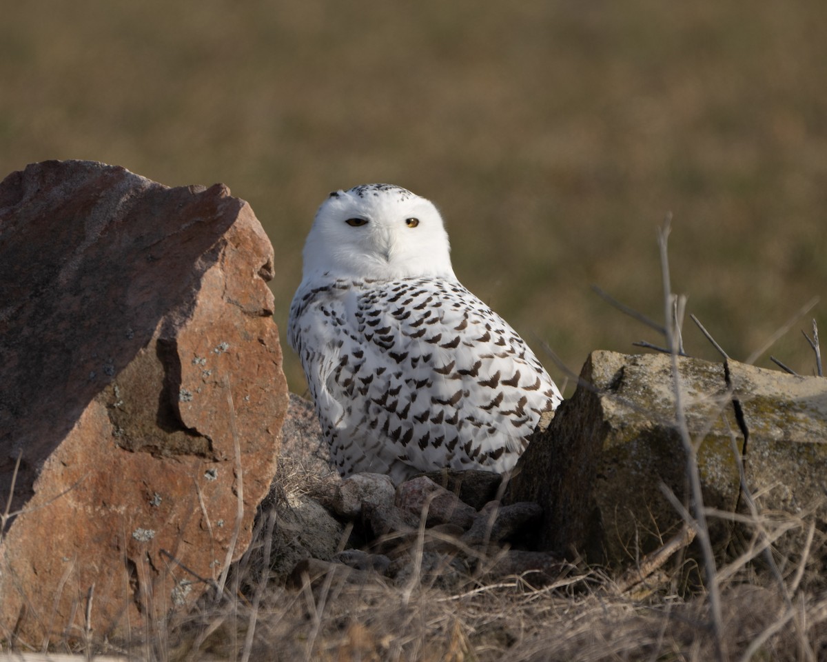 Snowy Owl - ML628430154