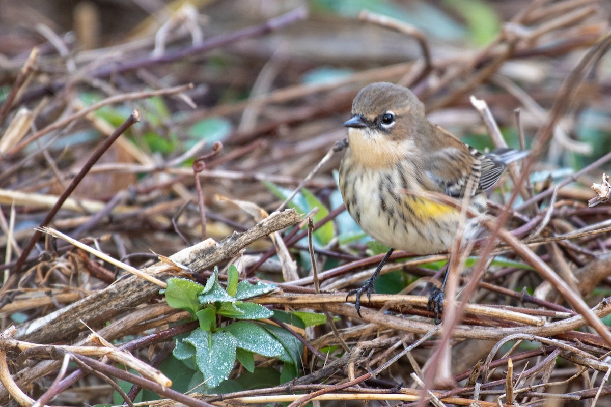 Yellow-rumped Warbler - ML628430276