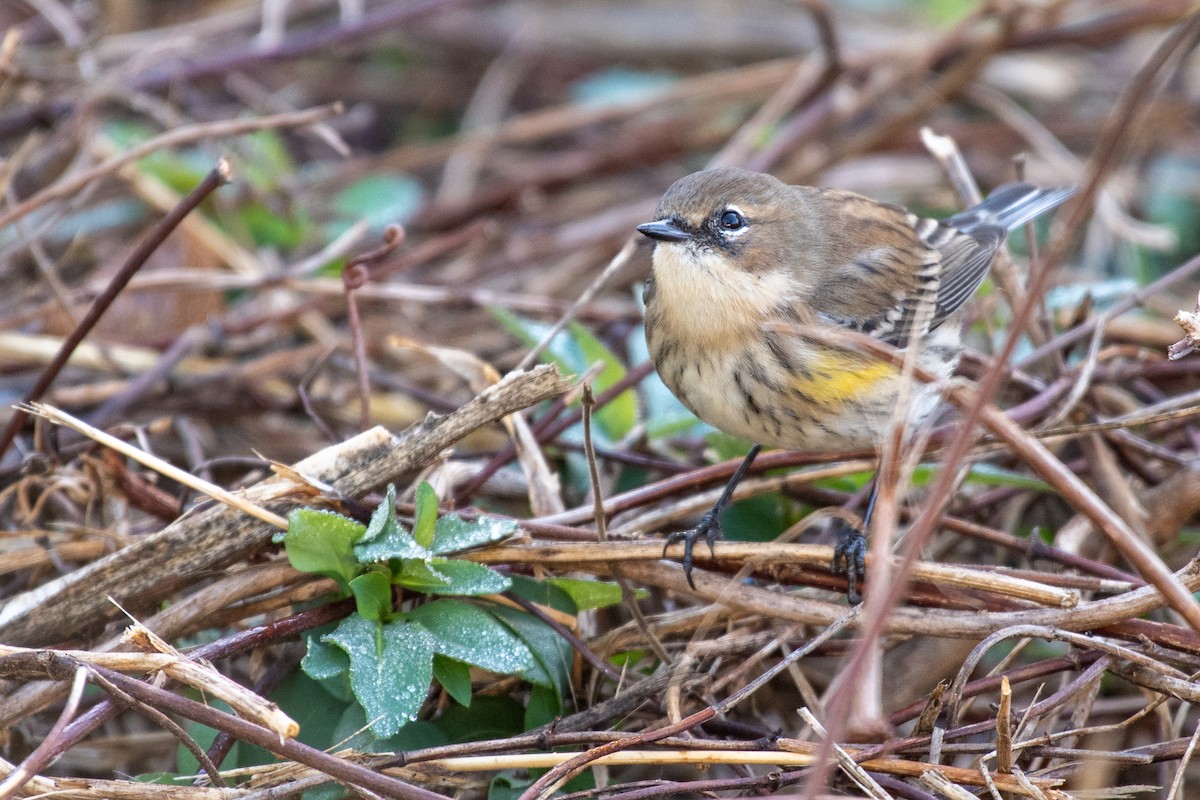 Yellow-rumped Warbler - ML628430277