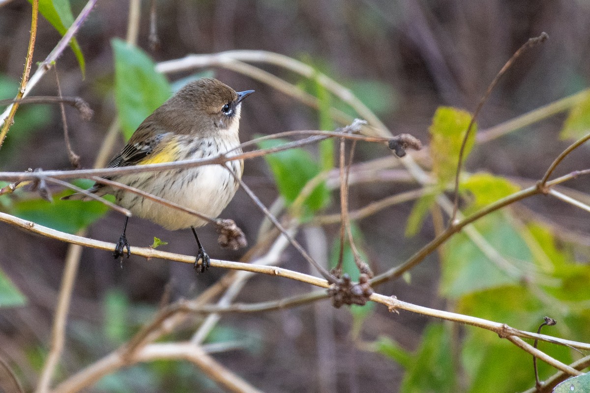 Yellow-rumped Warbler - ML628430278