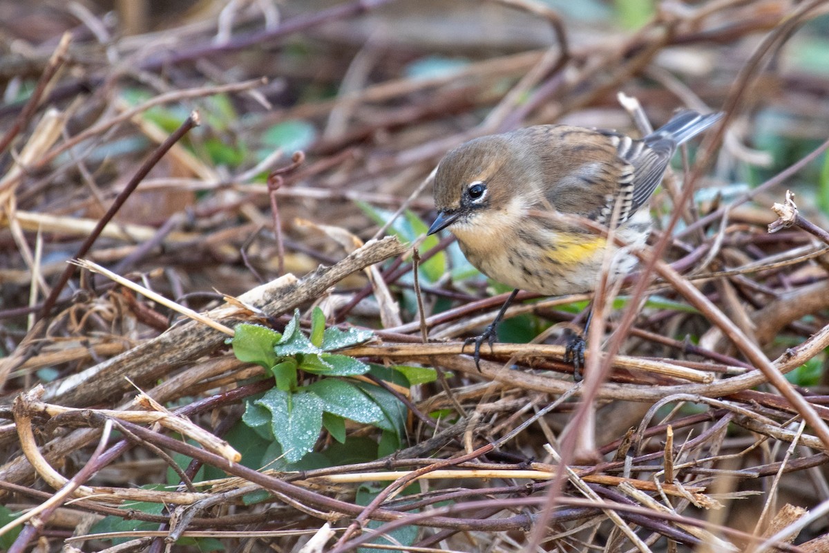 Yellow-rumped Warbler - ML628430279