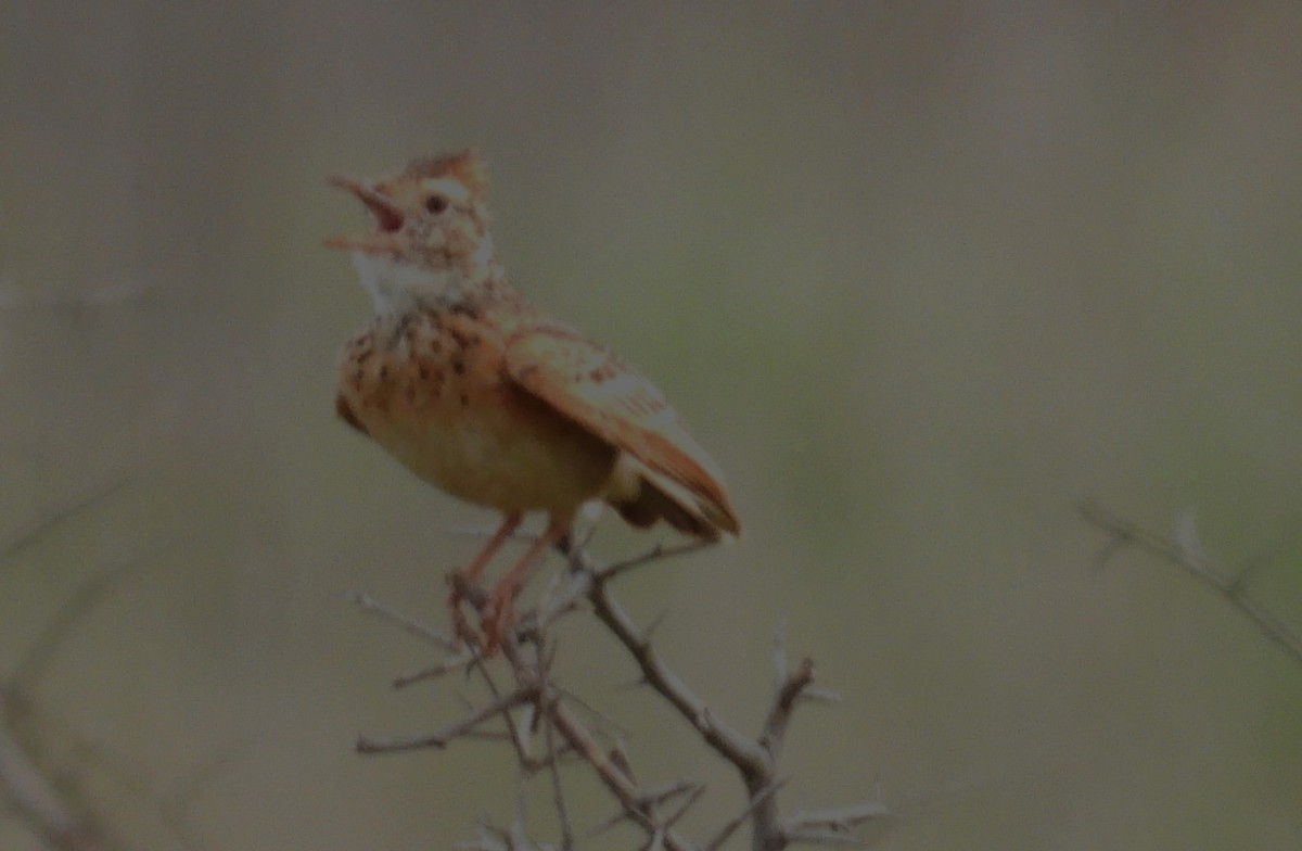 Rufous-naped Lark (Rufous-naped) - ML628430379