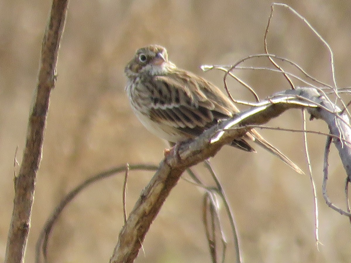 Vesper Sparrow - ML628430483