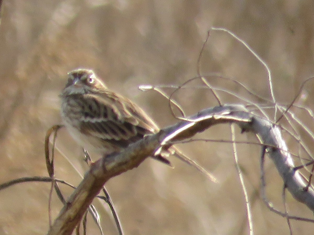 Vesper Sparrow - ML628430486