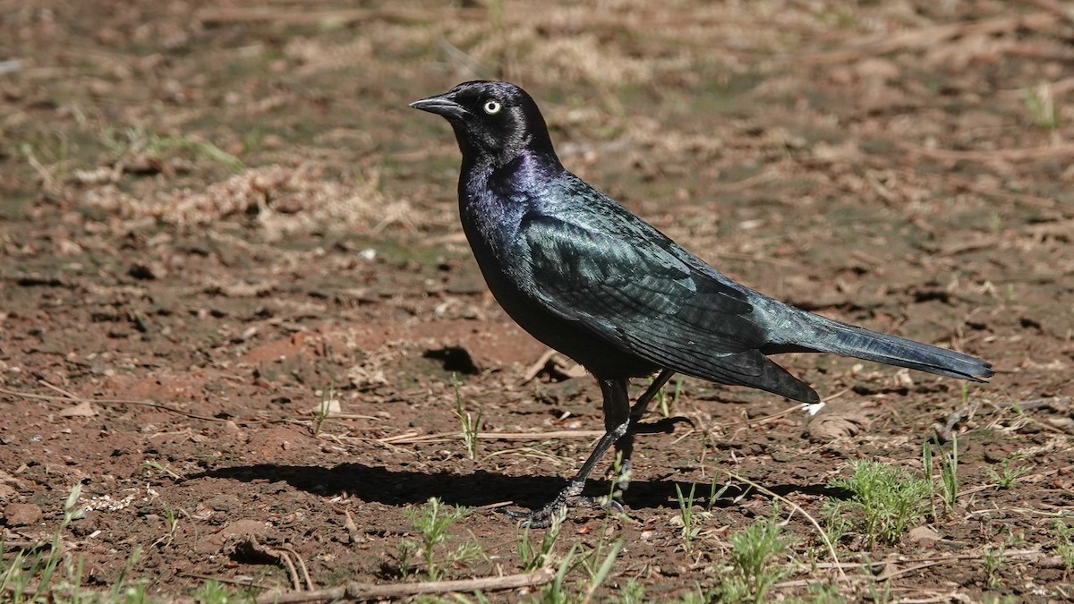 Brewer's Blackbird - ML628430616