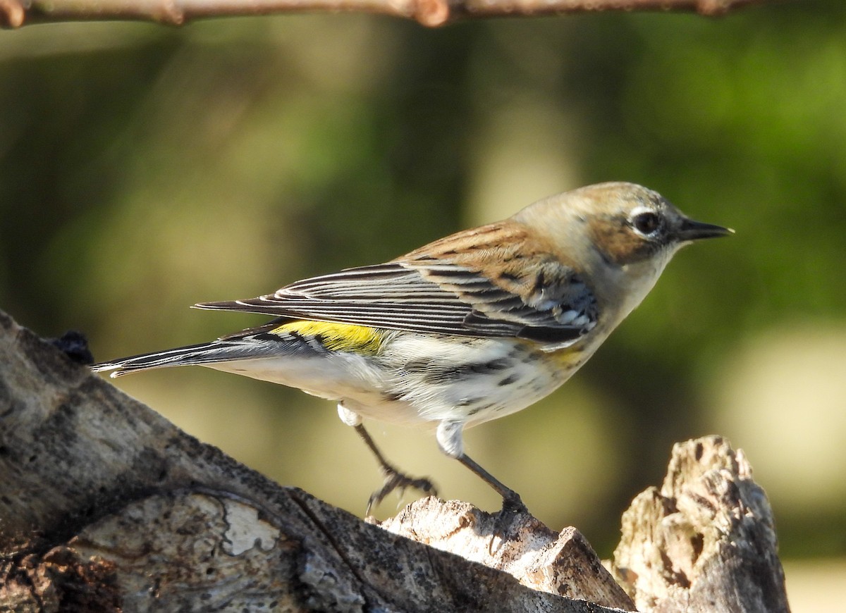 Yellow-rumped Warbler - ML628430620