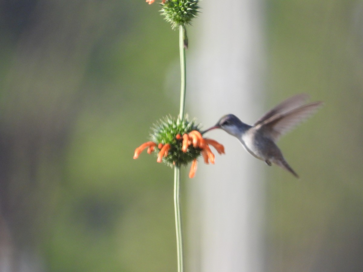 Violet-crowned Hummingbird - ML628430709