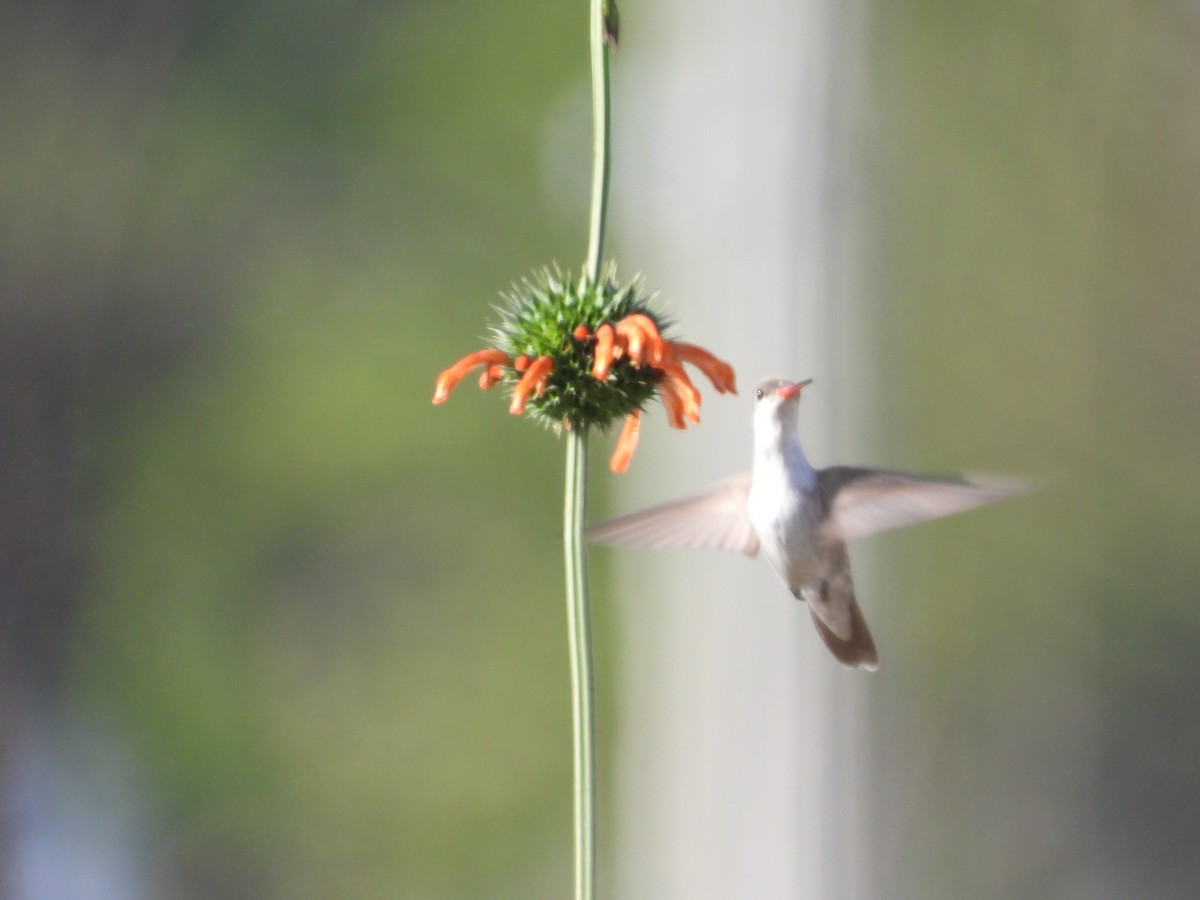 Violet-crowned Hummingbird - ML628430710