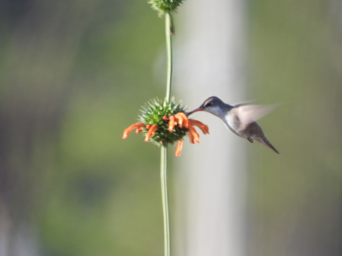 Violet-crowned Hummingbird - ML628430712