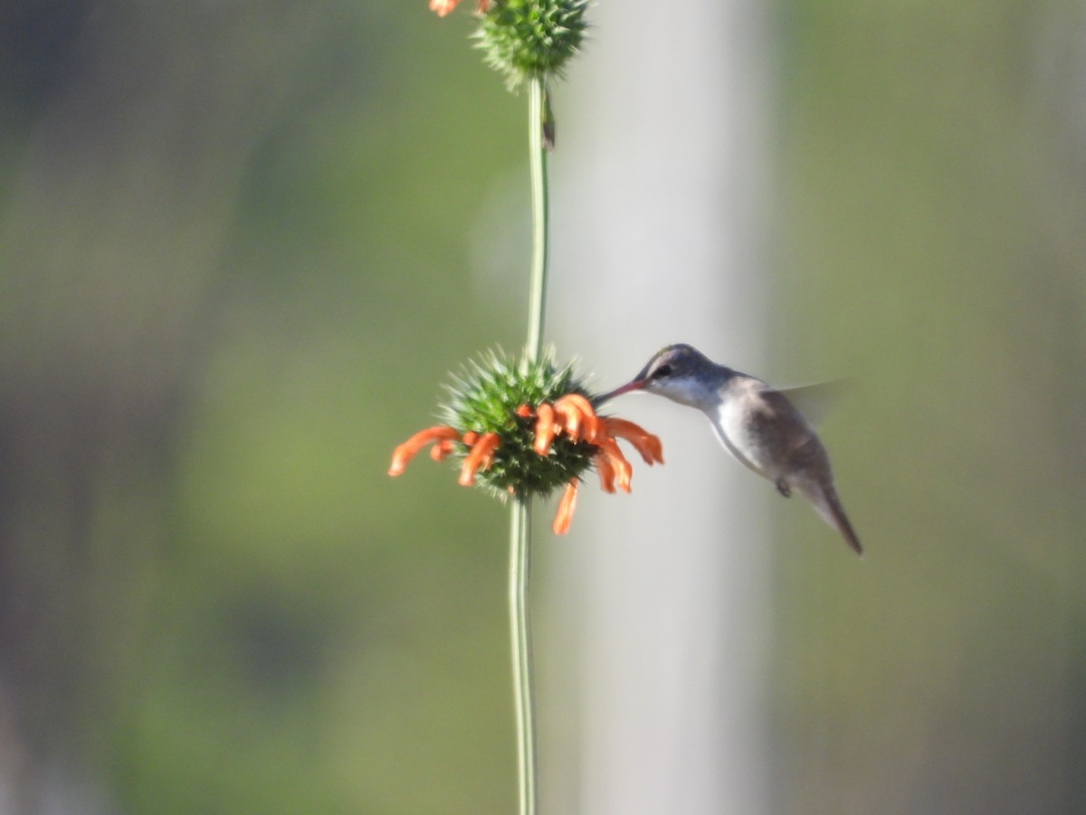 Violet-crowned Hummingbird - ML628430714