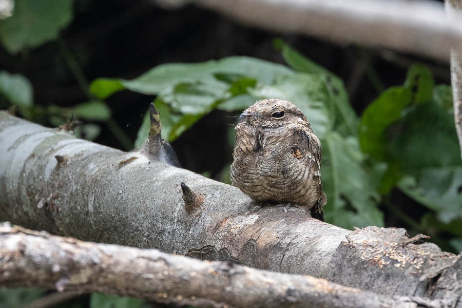 Ladder-tailed Nightjar - ML628430751