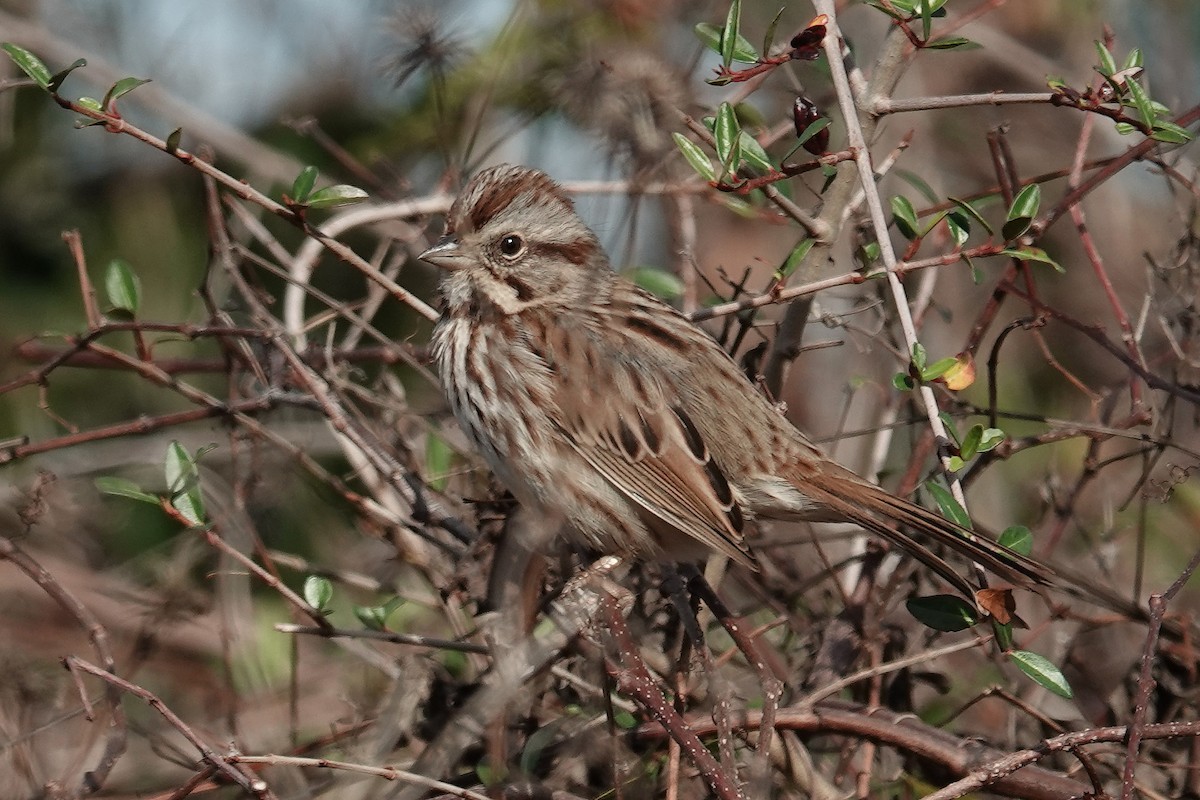 Song Sparrow - ML628430754