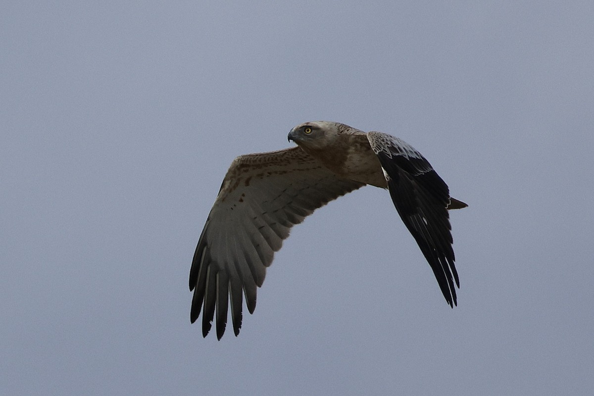 Могойч загалай - ML628430765