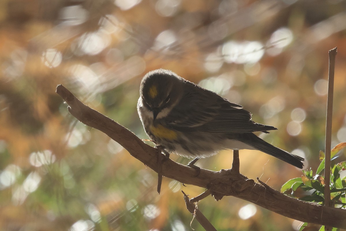 Yellow-rumped Warbler (Myrtle) - ML628430826