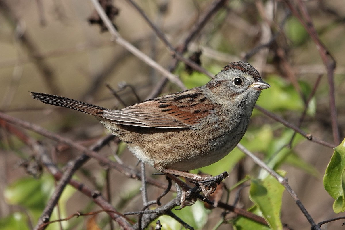 Swamp Sparrow - ML628430828