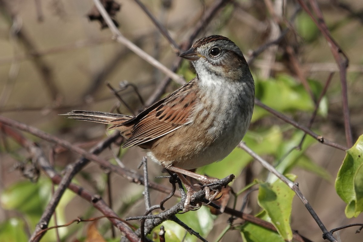 Swamp Sparrow - ML628430872