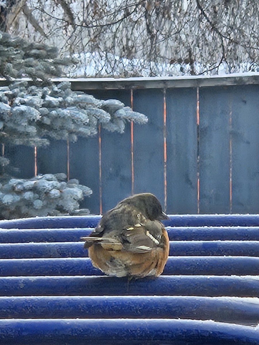 Spotted Towhee - ML628430914
