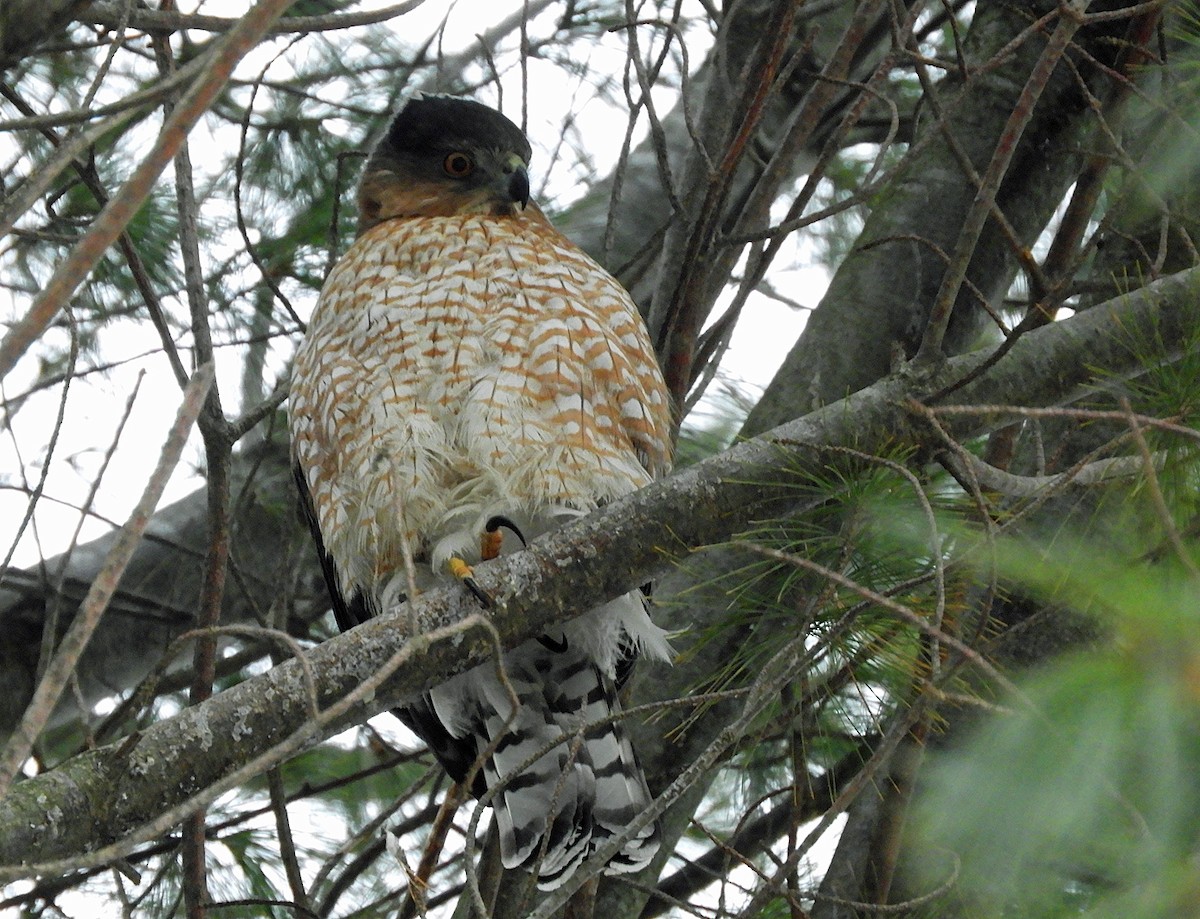 Cooper's Hawk - ML628431216