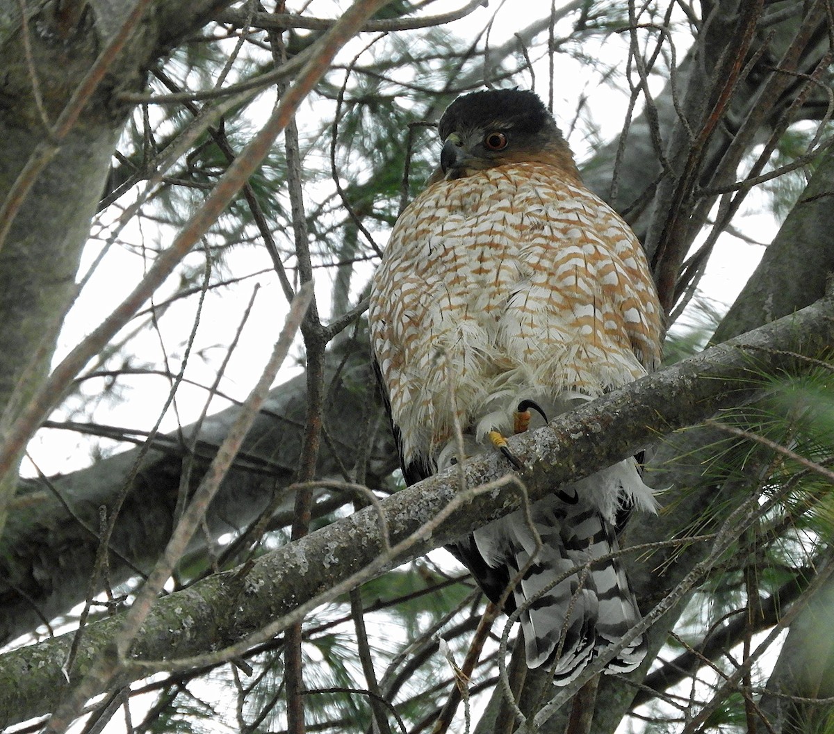 Cooper's Hawk - ML628431231