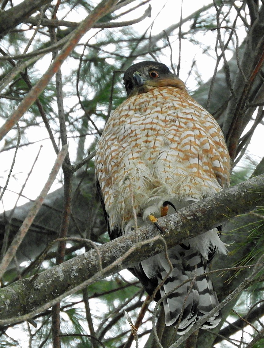 Cooper's Hawk - ML628431234
