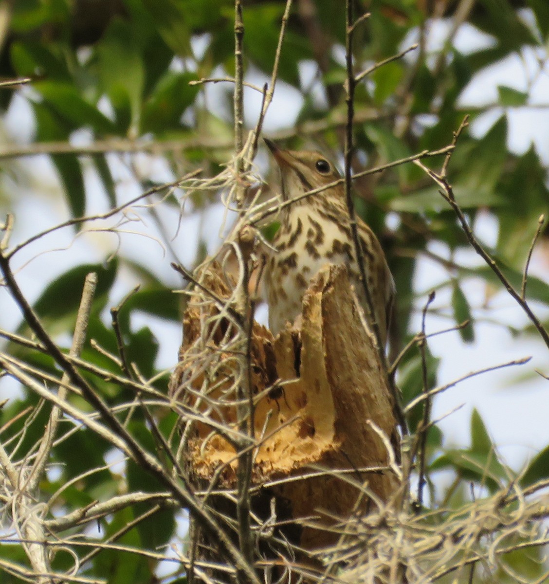 Hermit Thrush - ML628431260