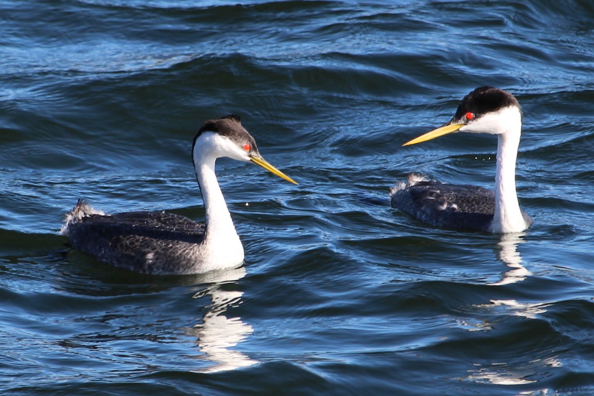 Western Grebe - ML628431423