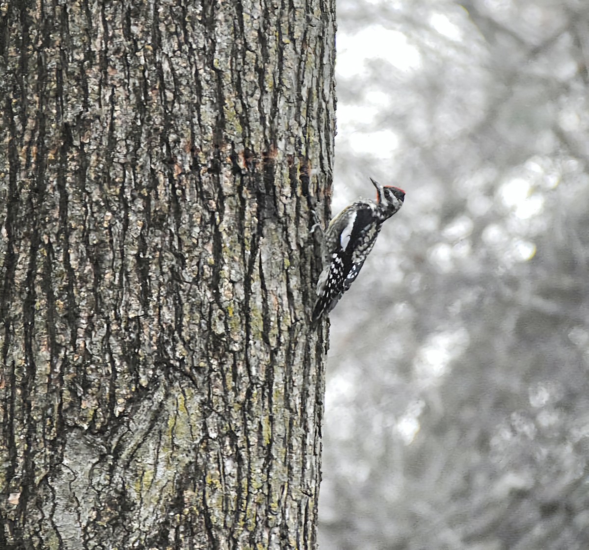 Yellow-bellied Sapsucker - ML628431738