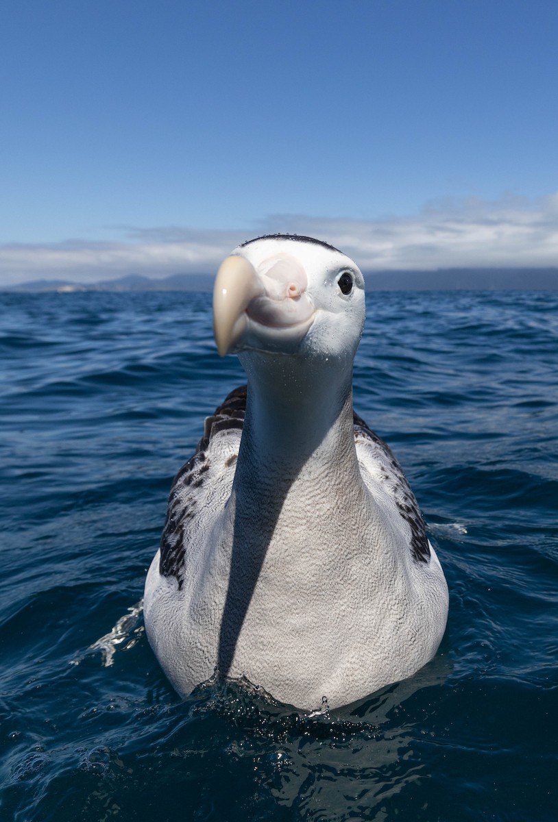 Antipodean Albatross (New Zealand) - ML628431827