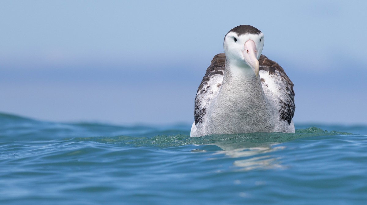 Antipodean Albatross (New Zealand) - ML628431828