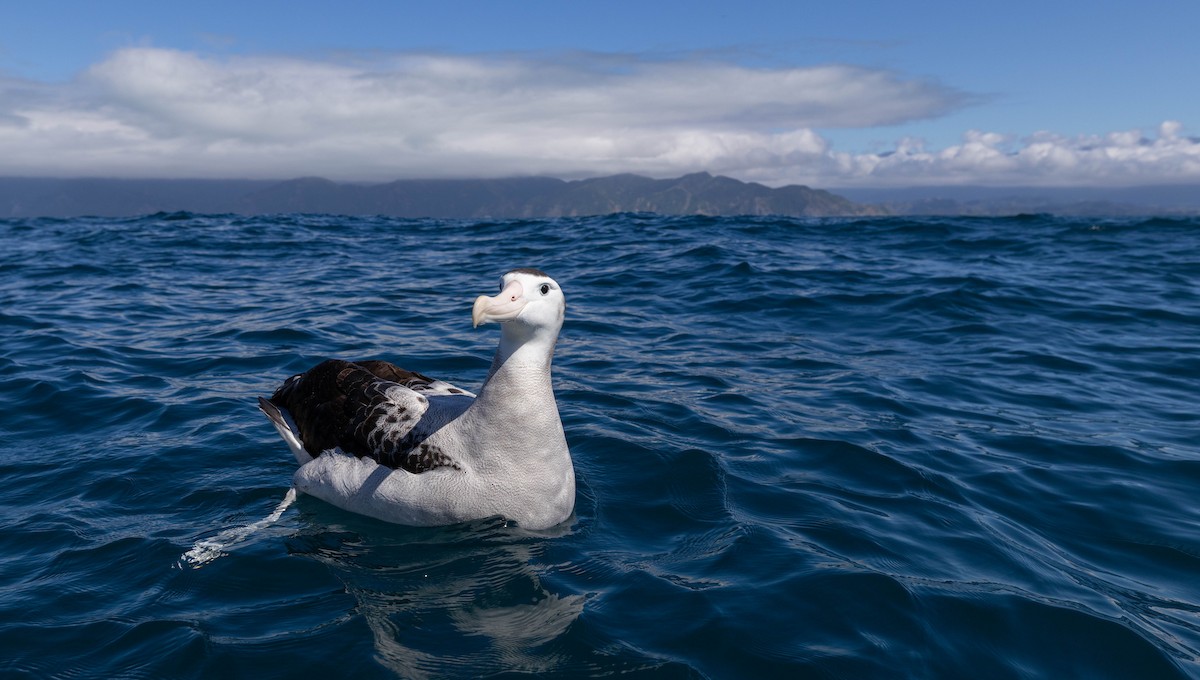 Antipodean Albatross (New Zealand) - ML628431829