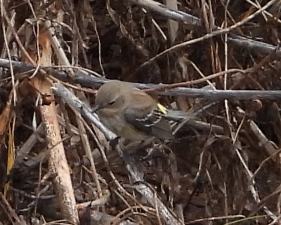 Yellow-rumped Warbler (Myrtle) - ML628431882