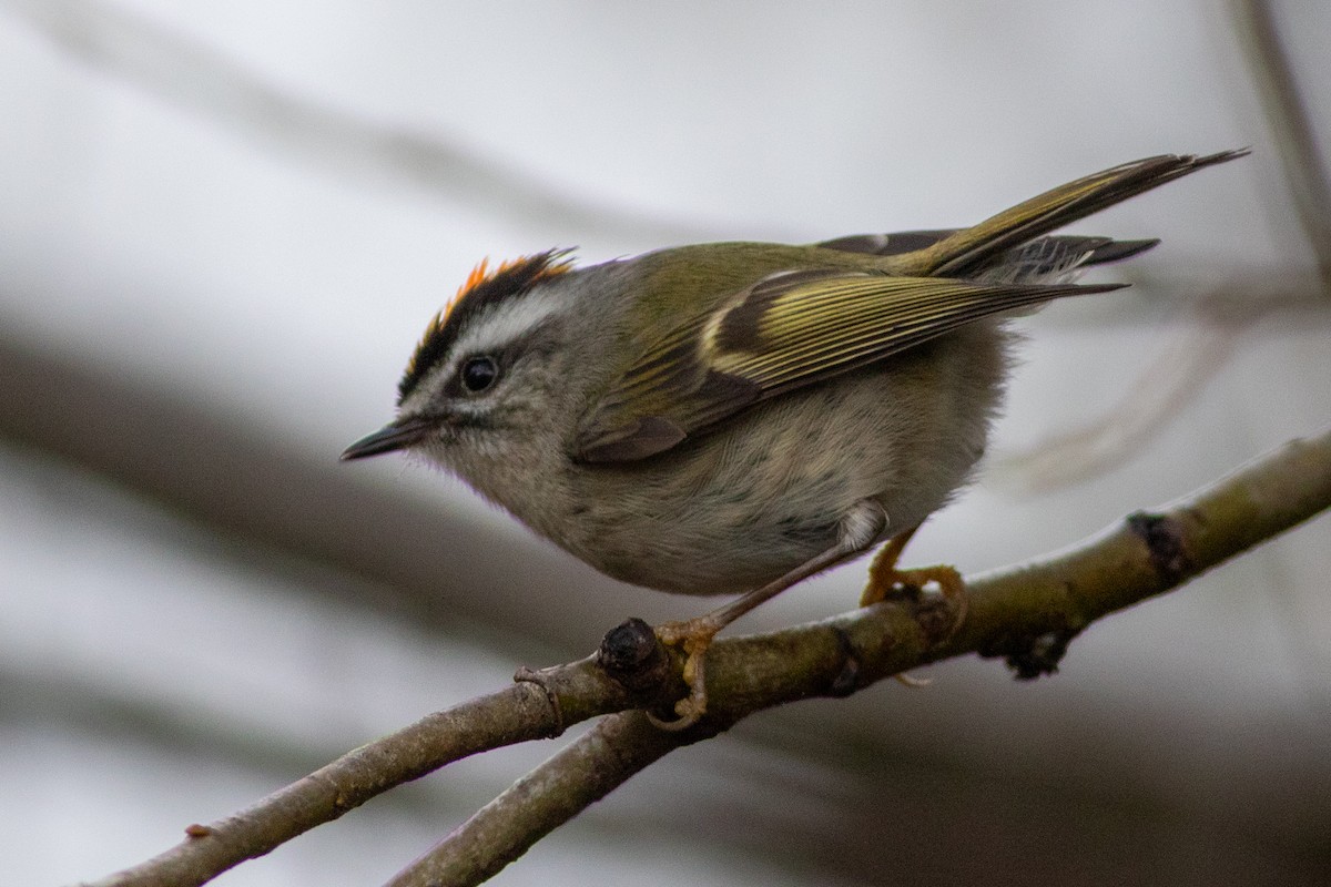 Roitelet à couronne dorée - ML628431931