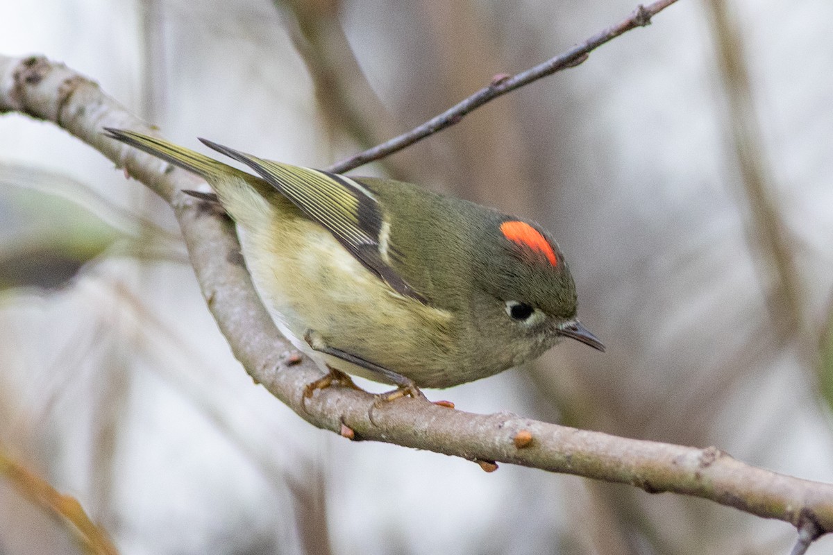 Roitelet à couronne rubis - ML628431941