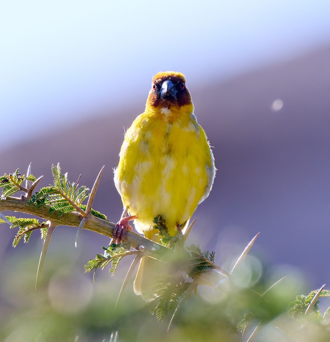 Rüppell's Weaver - ML628432126