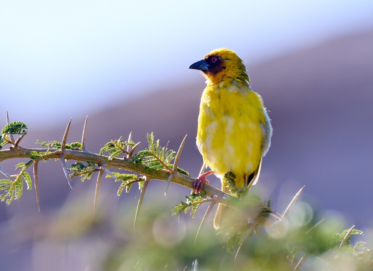 Rüppell's Weaver - ML628432127