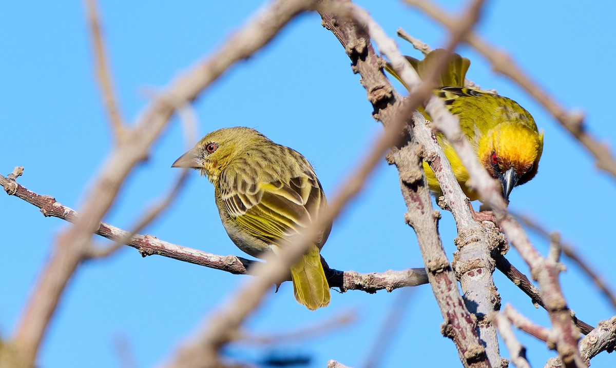 Rüppell's Weaver - ML628432133