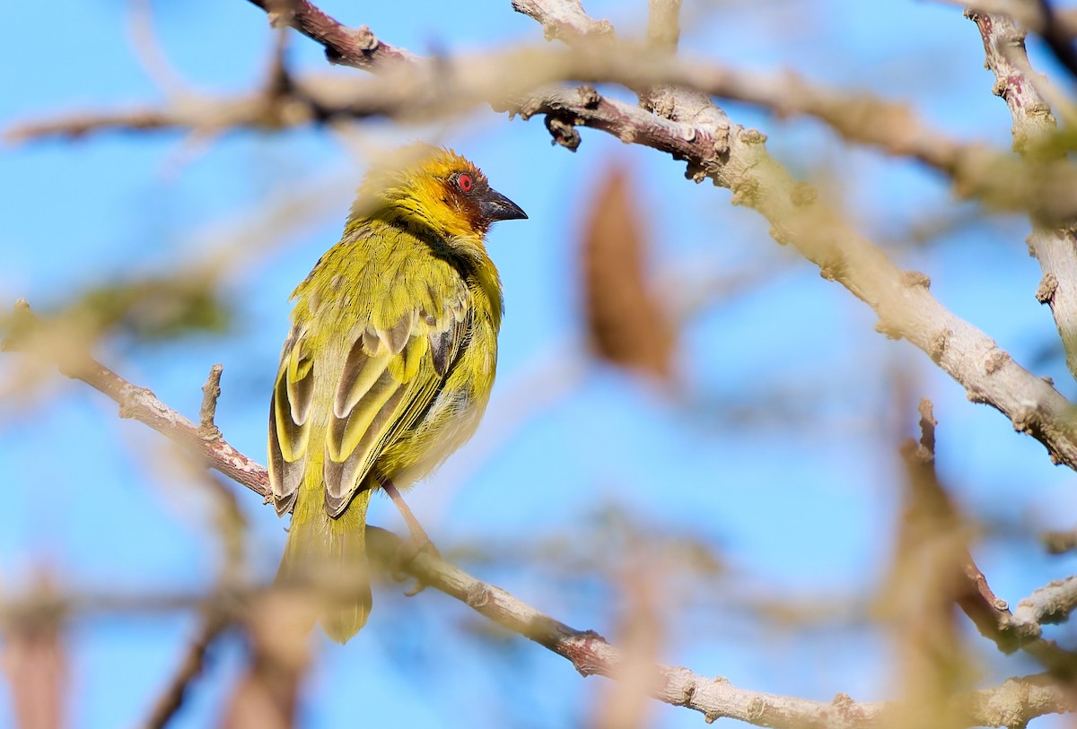 Rüppell's Weaver - ML628432137