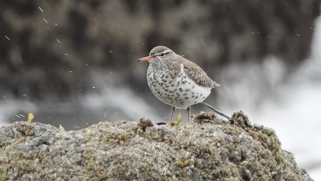 flekksnipe - ML628432174