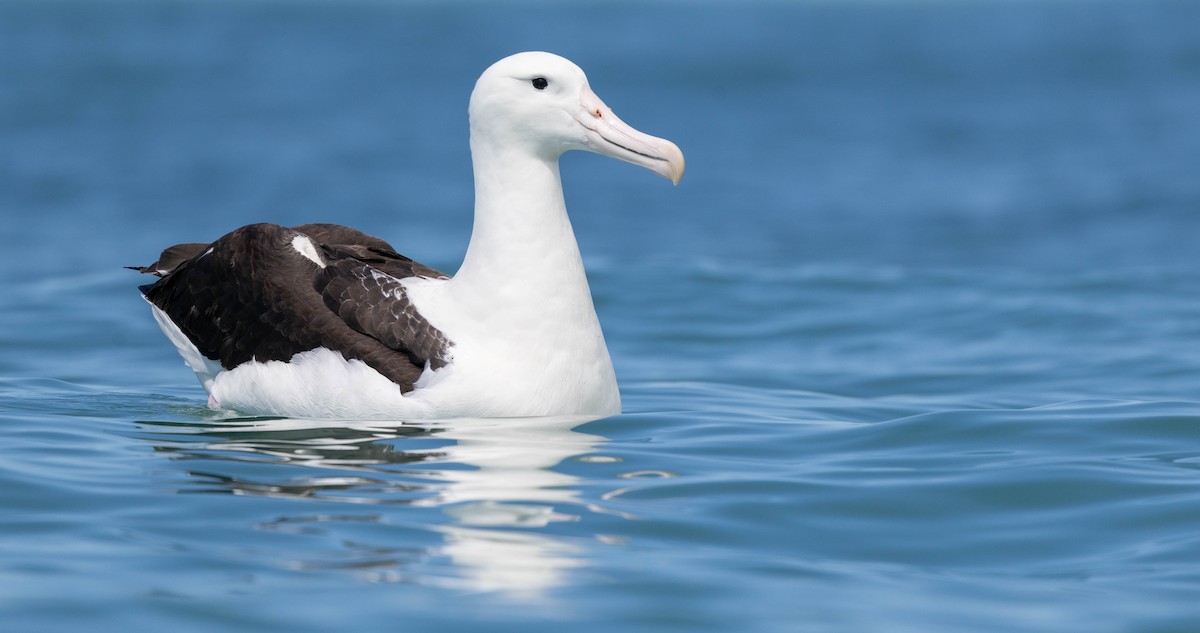 Northern Royal Albatross - ML628432201