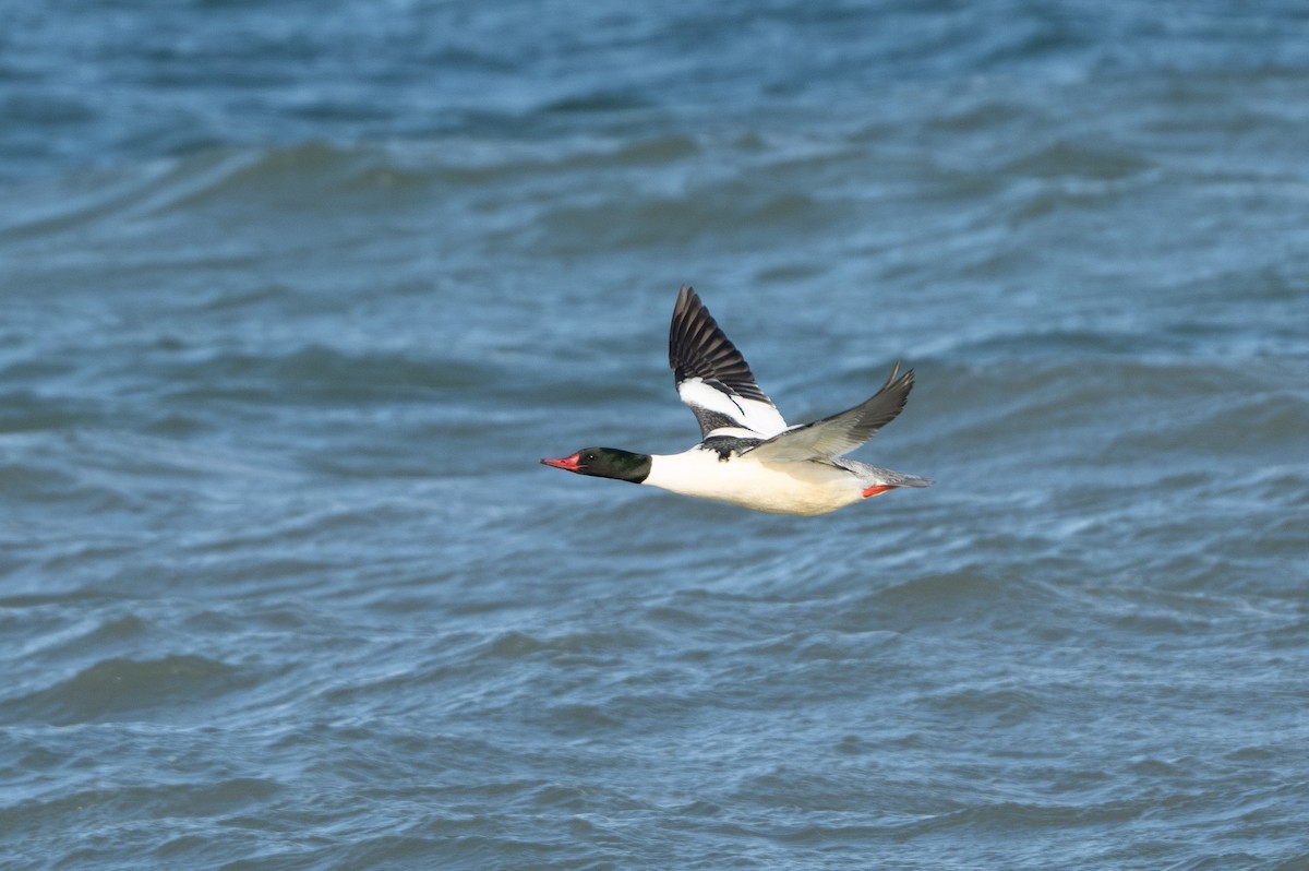 Common Merganser - ML628432564