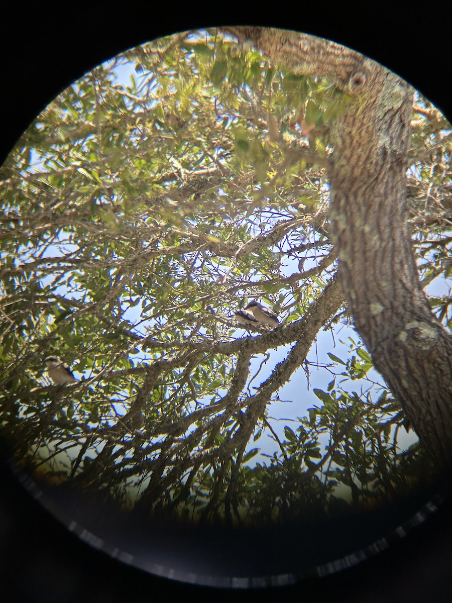 Alcaudón Americano - ML628432566