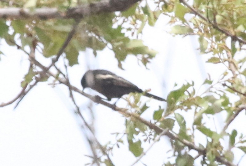 Southern Black-Tit - ML628432615