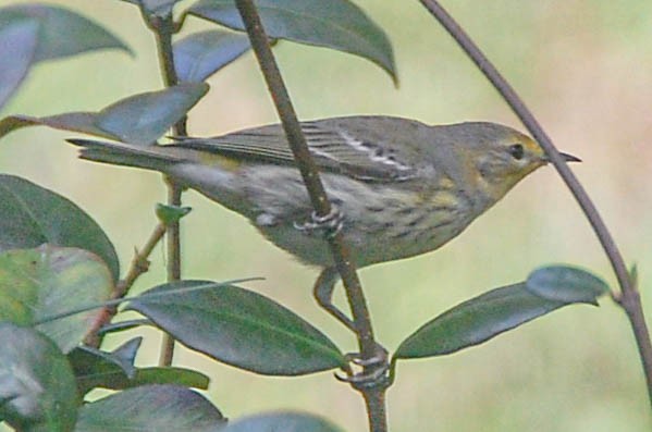 Yellow-rumped Warbler - ML628432654