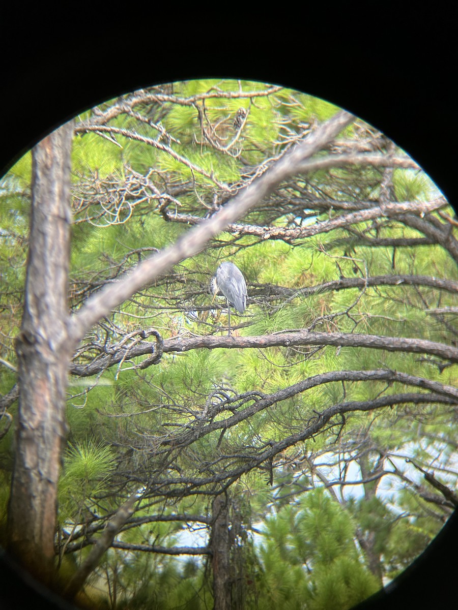 Garza Azulada - ML628432677