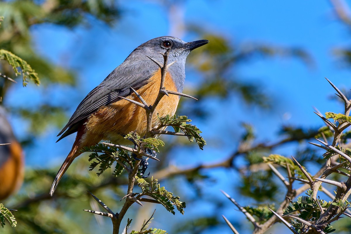 Little Rock-Thrush - ML628432695