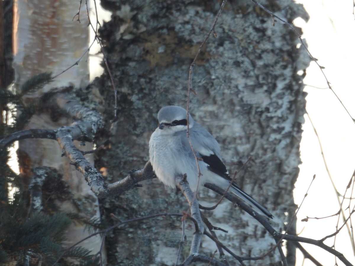 Northern Shrike - ML628432791