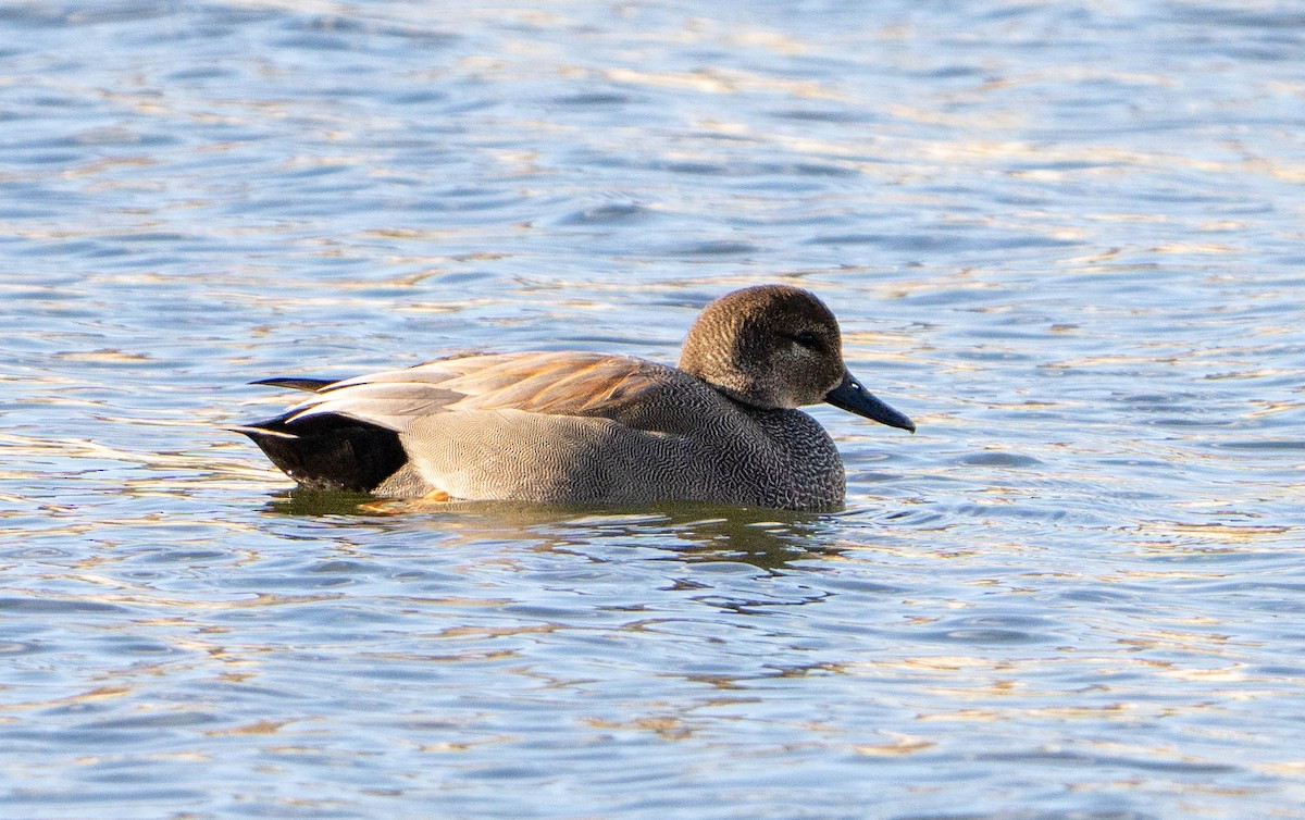 Ipar-ahatea - ML628433176