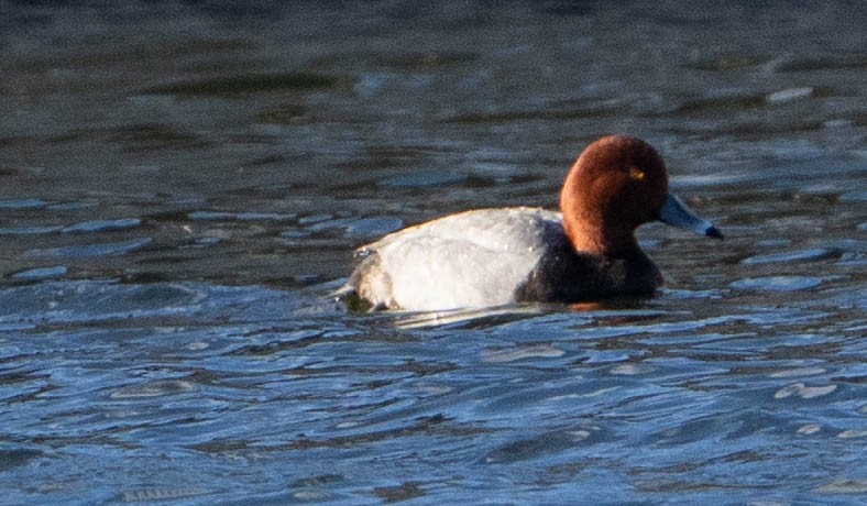 Murgilari burugorria - ML628433263