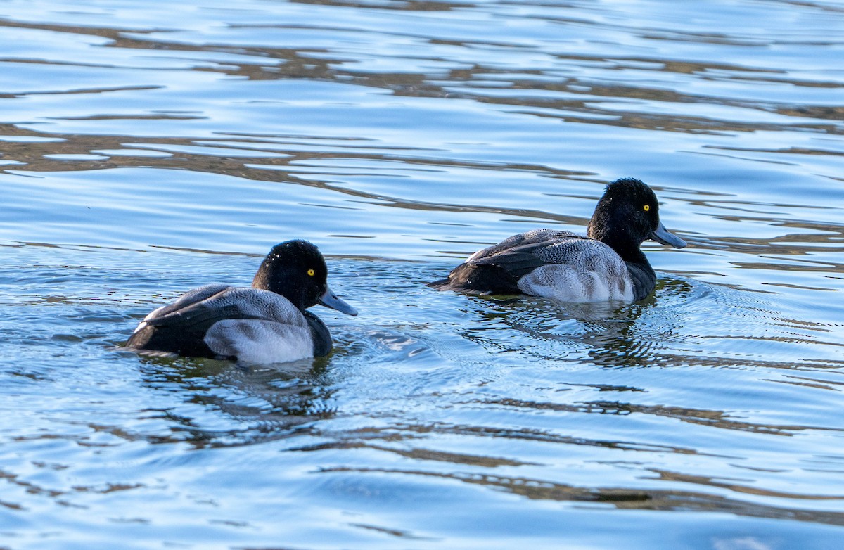 Murgilari txikia - ML628433267